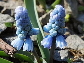 Muscari Sp